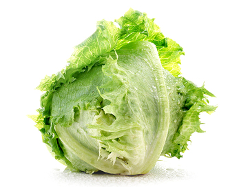    西生菜
